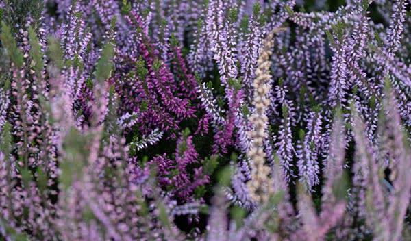 Plantes de terre de bruyère pour habiller l'ombre
