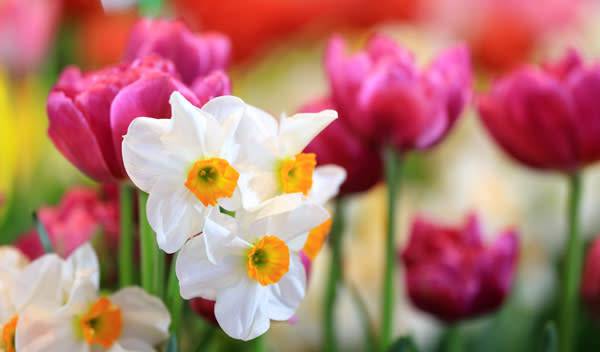 Les bulbes à fleurs rythment les saisons. Ici, tulipes et narcisses accompagnent le printemps - © Akarawut - stock.adobe.com