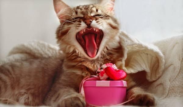  6 idées de cadeau à offrir à son chat pour la Saint Valentin