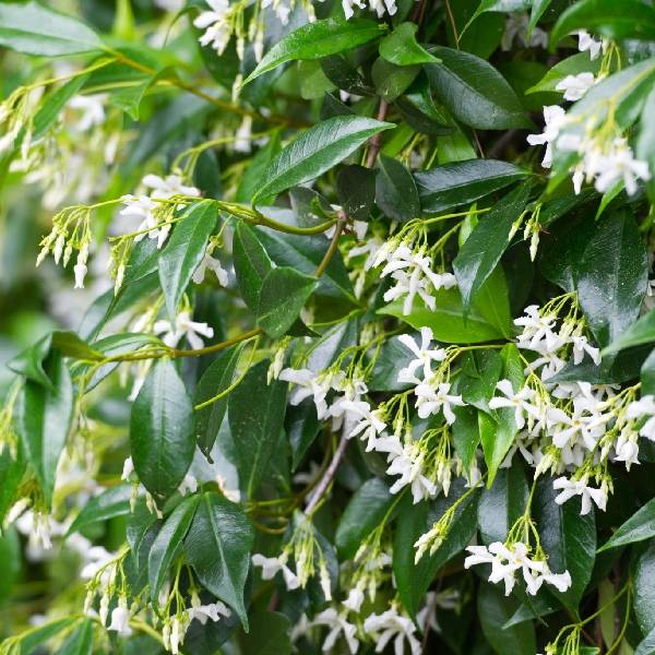 Le jasmin étoilé ou jasmin persistant, une plante grimpante idéale sur grillage ou pergola