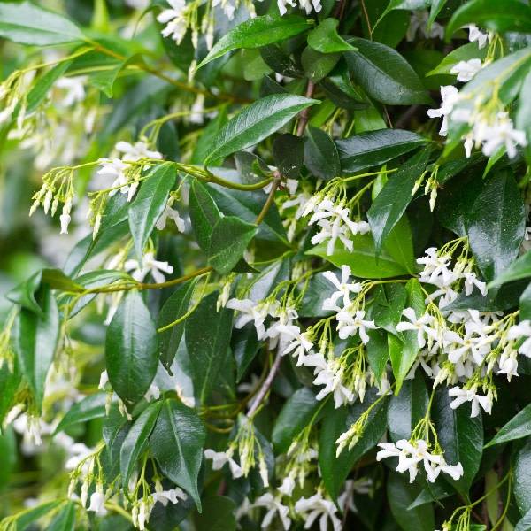 Le jasmin étoilé ou jasmin persistant, une plante grimpante idéale sur grillage ou pergola