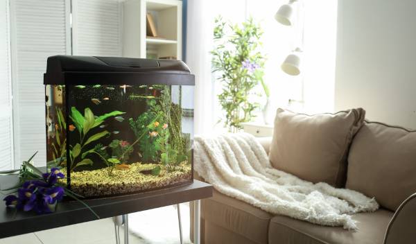 aquarium emplacement idéal 1 thumbnail