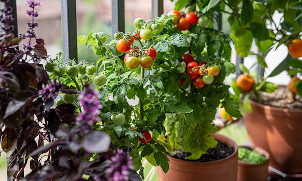 Créer un potager sur un balcon