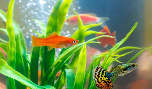 Comment entretenir un aquarium de 100l