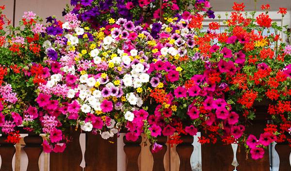 Une profusion de fleurs dans de simples balconnières et votre balcon végétalisé est un spectacle permanent - © Matteo Ceruti - stock.adobe.com