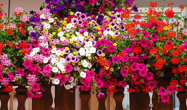 Une profusion de fleurs dans de simples balconnières et votre balcon végétalisé est un spectacle permanent - © Matteo Ceruti - stock.adobe.com