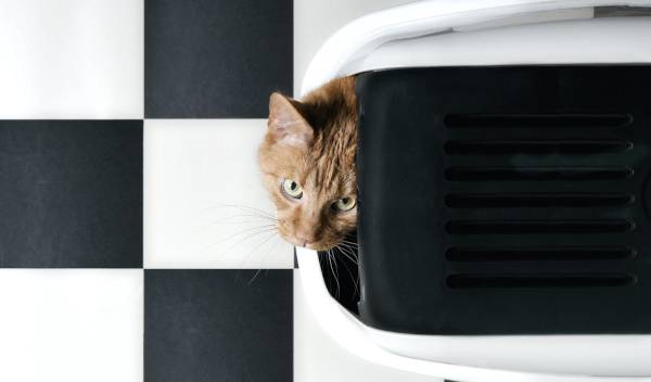 Maison de toilette ou bac à litière : que choisir pour son chat