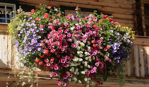 Plantes retombantes pour un balcon végétalisé