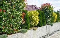 Haie de plantes persistantes