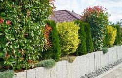 Haie de plantes persistantes