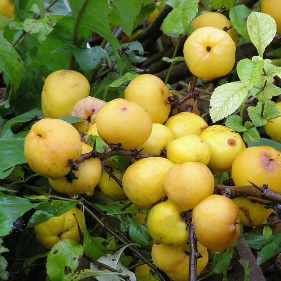 Cognassier du Japon Cido - Chaenomeles japonica Pot de 2L/3L