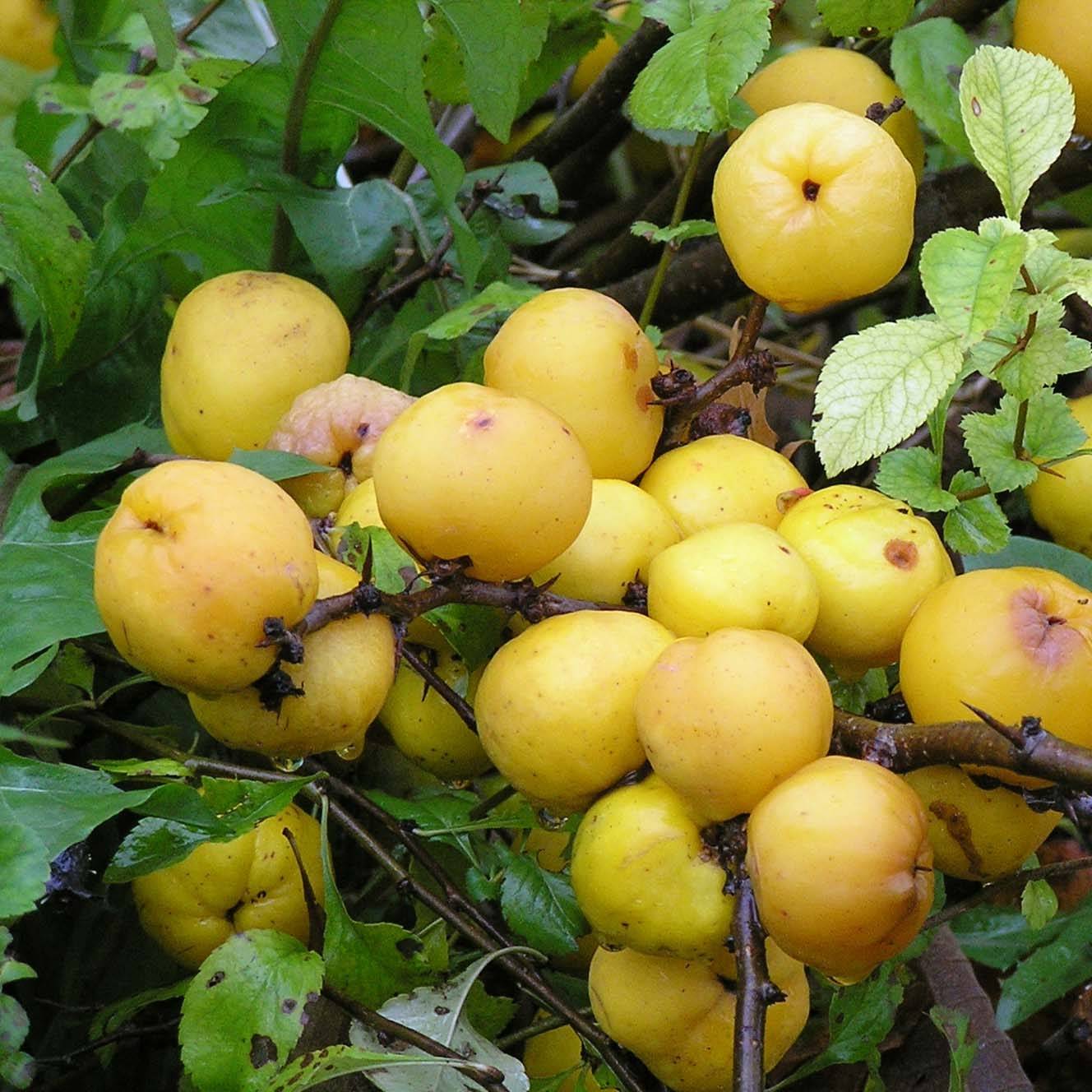 Cognassier du Japon Cido - Chaenomeles japonica Pot de 2L/3L