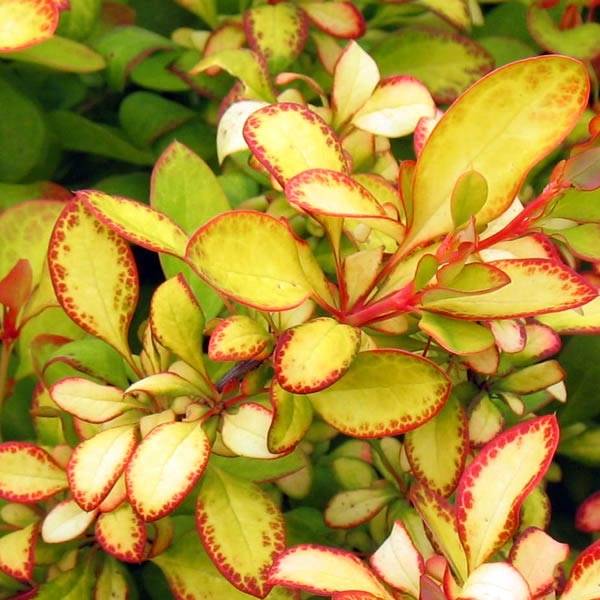 Promesse de Fleurs - Berberis thunbergii Limoncello - Epine-vinette Pot de 3L/4L - Image 1