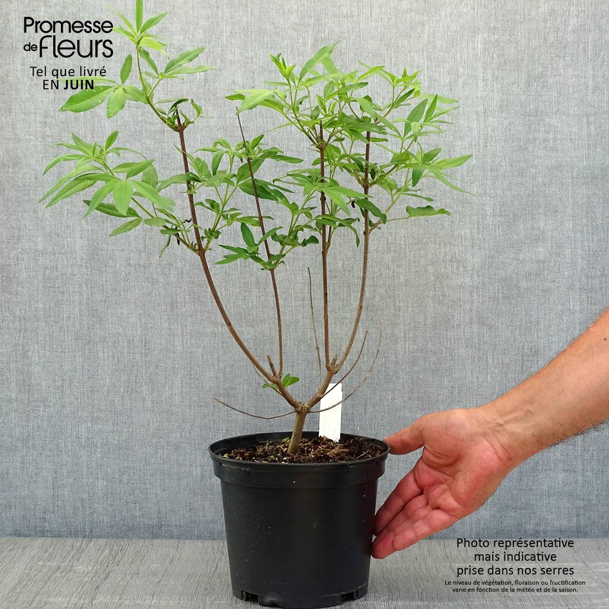 Vitex agnus castus Latifolia - Gattilier Pot de 2L/3L - Image 2