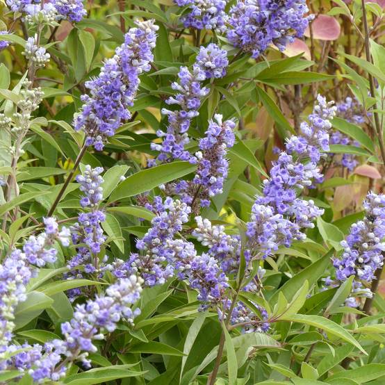 Vitex agnus castus Latifolia - Gattilier Pot de 2L/3L - Image 1