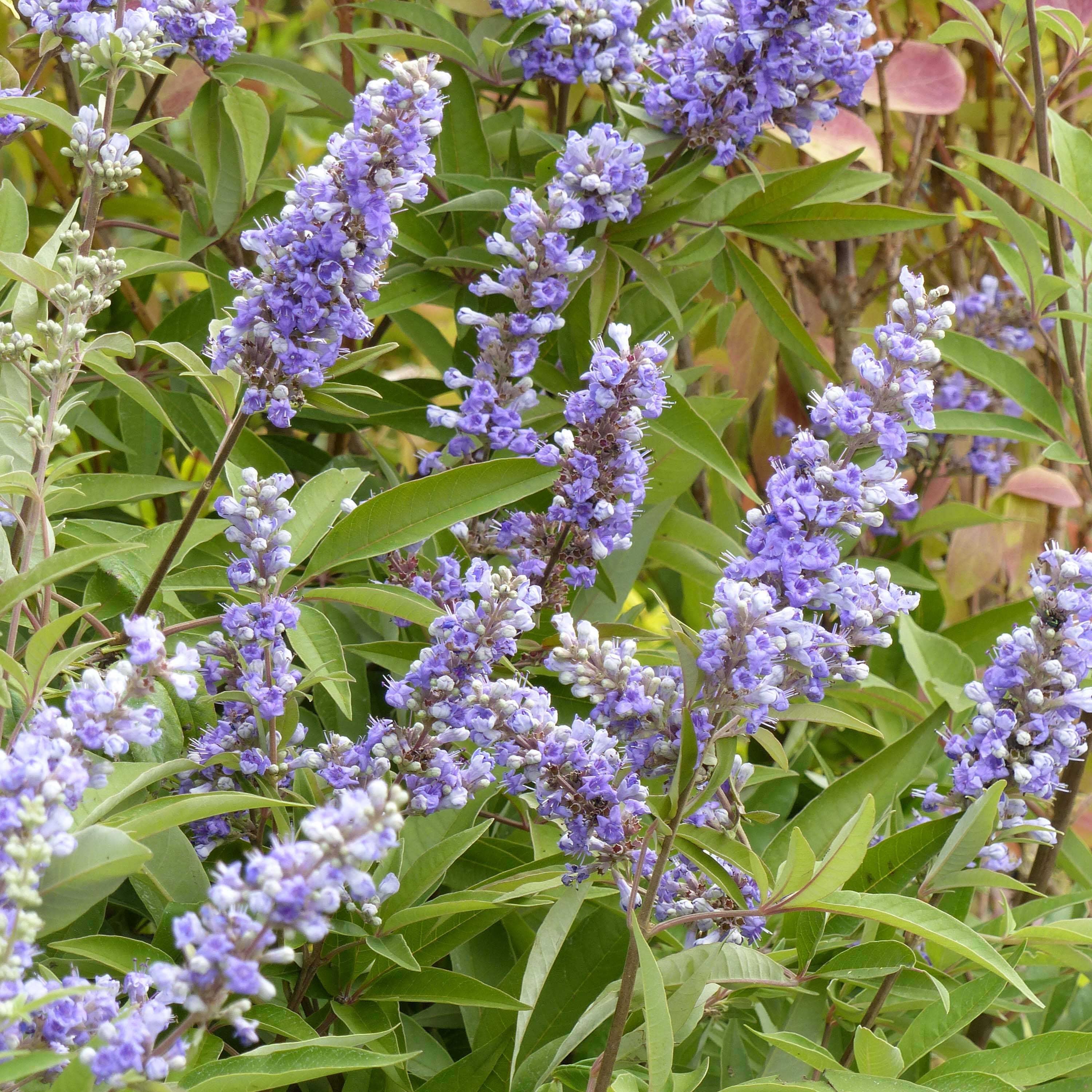 Vitex agnus castus Latifolia - Gattilier Pot de 2L/3L - Image 1