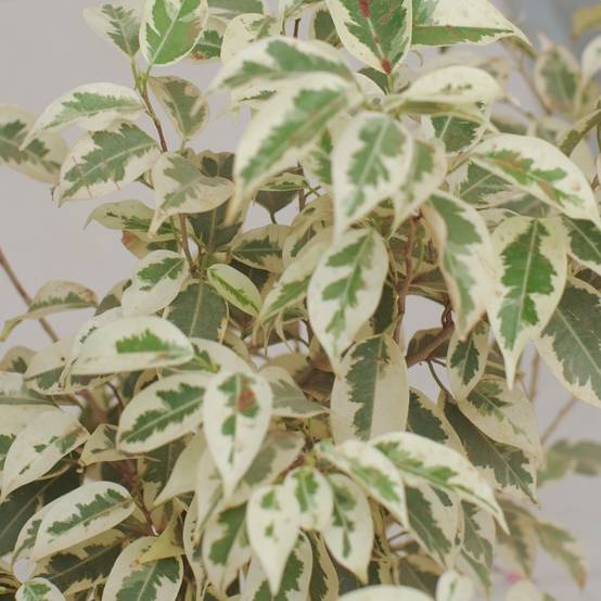 Gardenersdream - Ficus Starlight Figuier Pleureur Panaché Plante Pour Maison Ou Bureau (30-40 Cm En Pot) - GardenersDream - Image 2