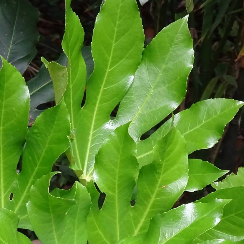 Fatsia du Japon, Faux-Aralia du Japon à fleurs Blanche/ - feuillage Persistant - Pot de 4L - 40/60 cm - Imagen 6