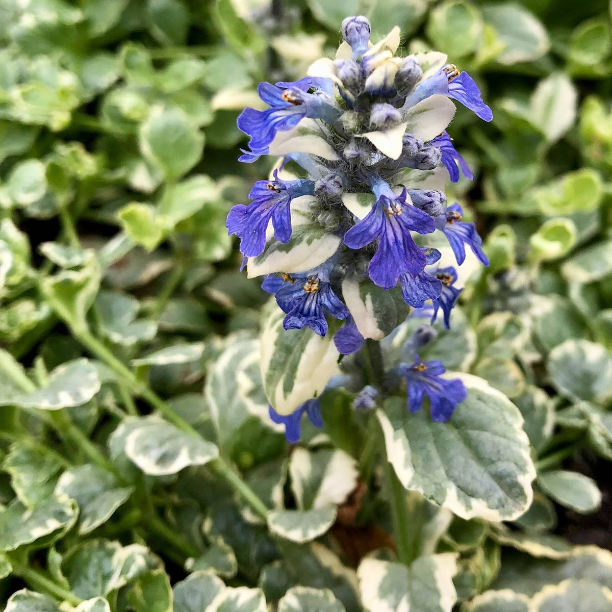 Bugle rampante panachée - Ajuga reptans Variegata Godet de 8/9 cm