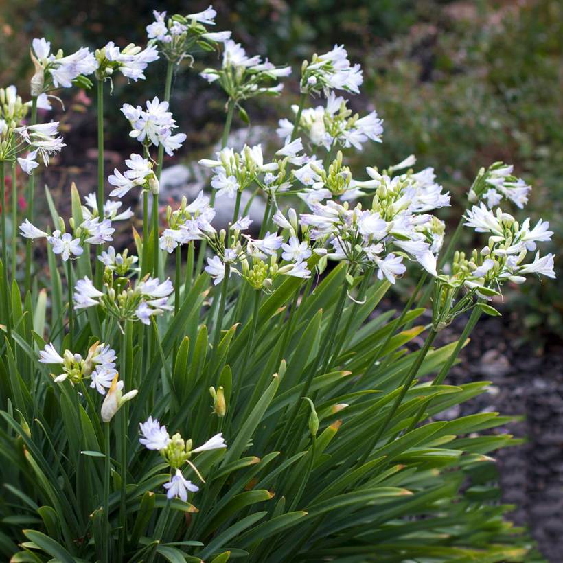 Promesse de Fleurs - Agapanthe Silver Baby Pot de 2L/3L