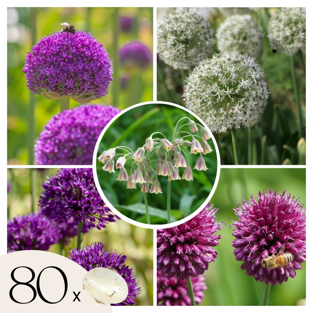Plant In A Box - Mélange de bulbes Ail - Set de 80 - Allium - Bulbes à fleurs