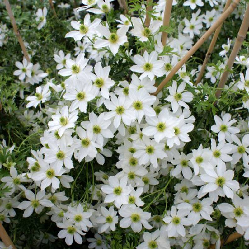 Promesse de Fleurs - Clématite - Clematis Early Sensation Pot de 2L/3L