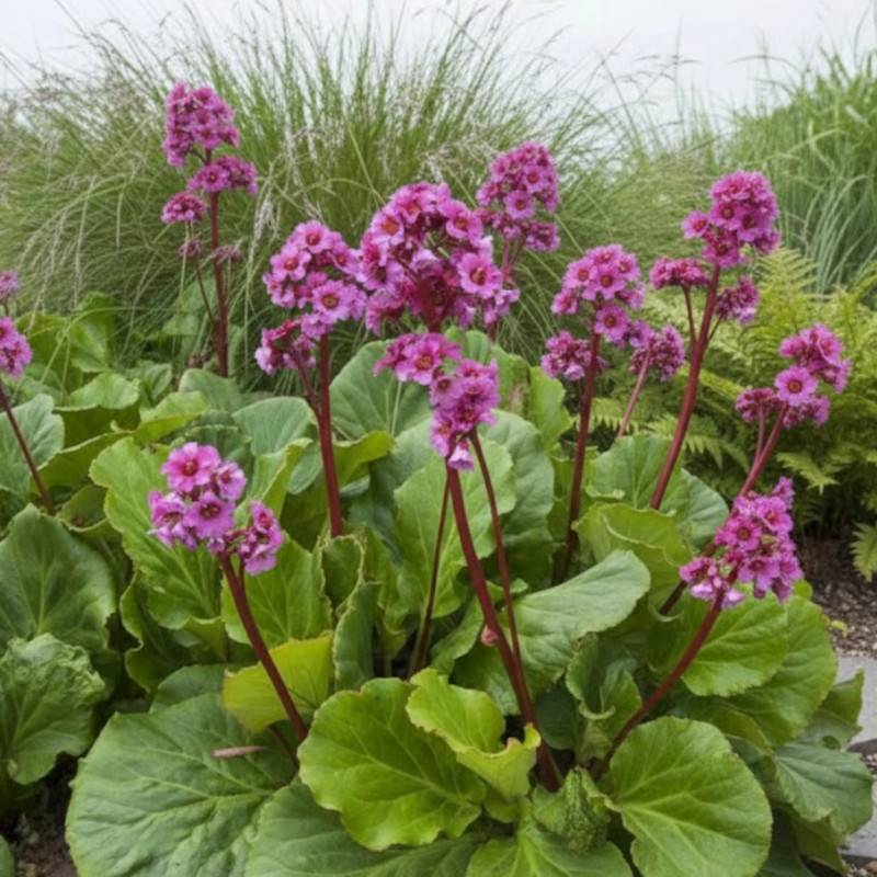 Bergénia à feuilles cordées, Bergenia cordifolia à fleurs Rose/ - feuillage Persistant - Godet - 5/20 cm - Imagen 1
