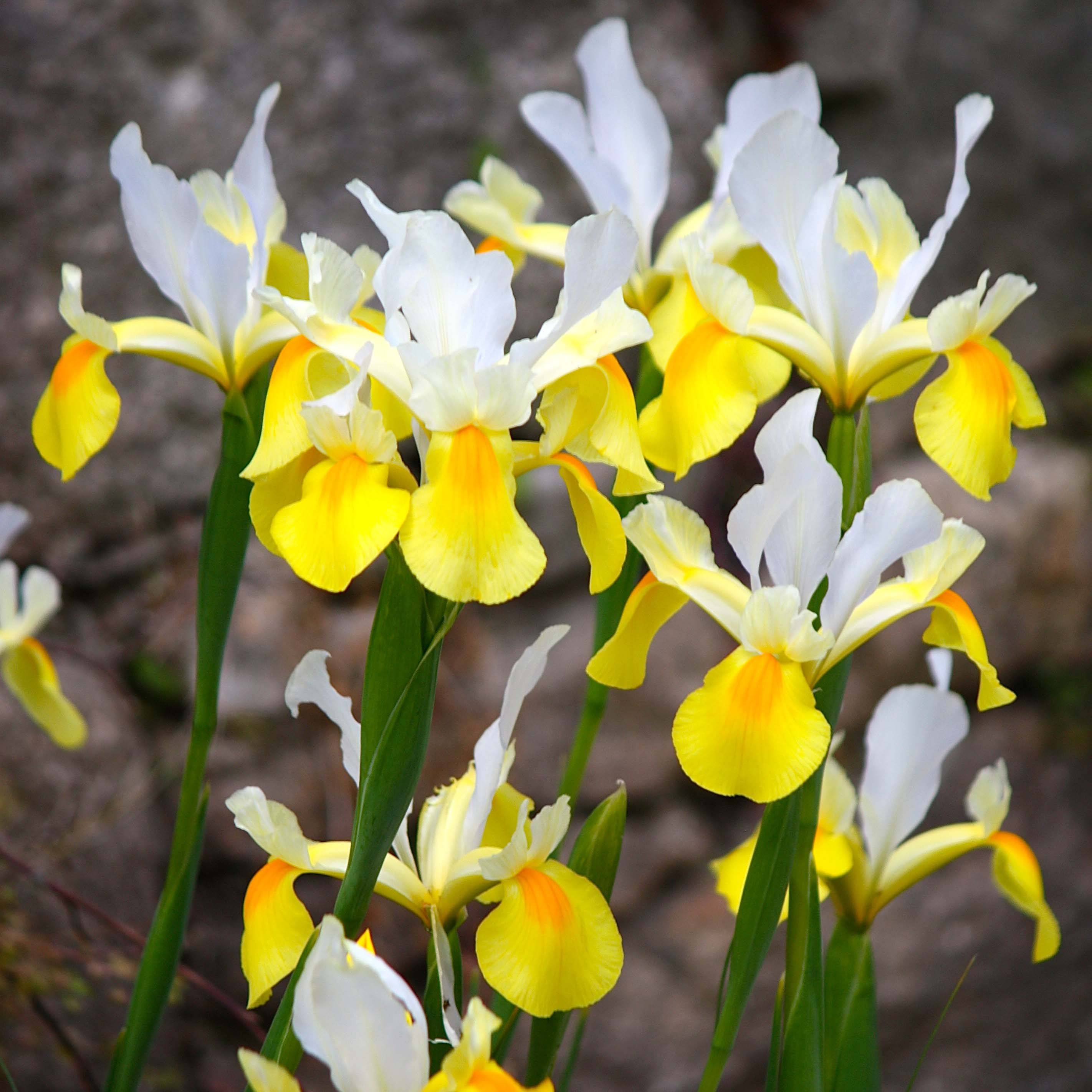 Promesse de Fleurs - Iris de Hollande Apollo Bulbe calibre 10+ (par 10)