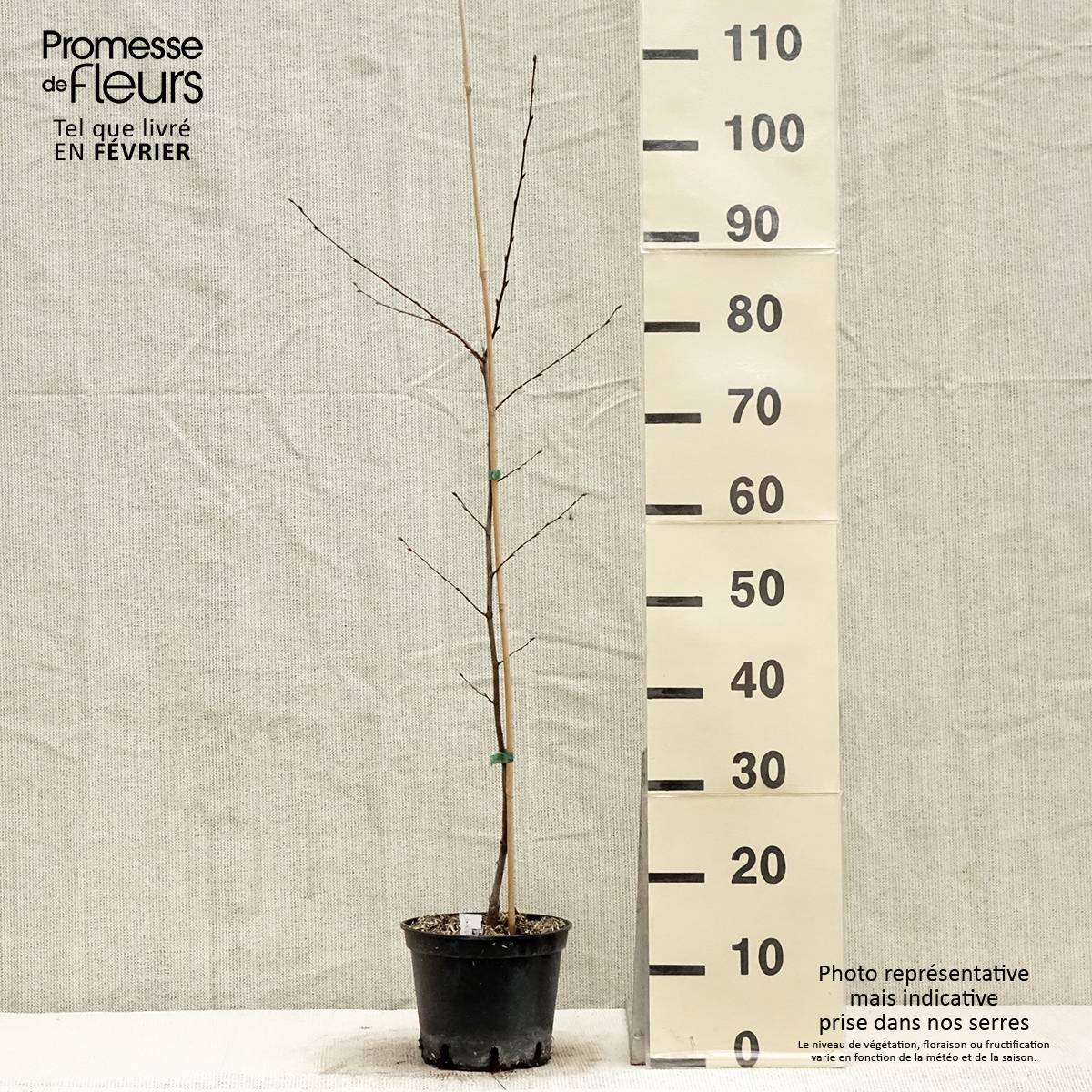 Promesse de Fleurs - Carpinus betulus Quercifolia - Charme à feuilles de chêne Pot de 2L/3L