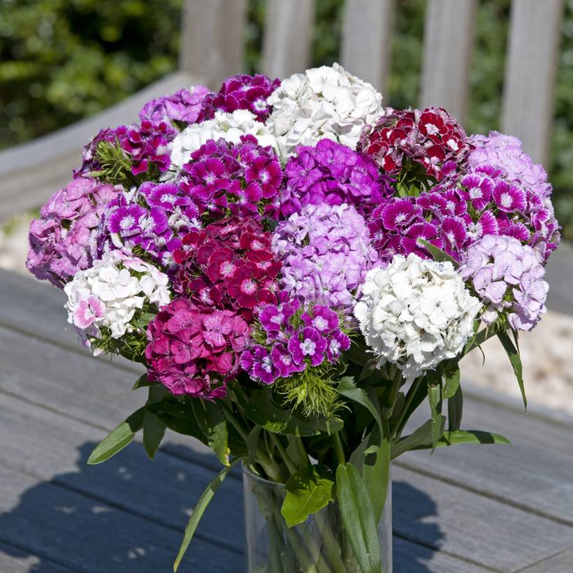 Graines d'Œillet de poète Hollandia Formula Mix - Dianthus barbatus le sachet de 20 graines environ