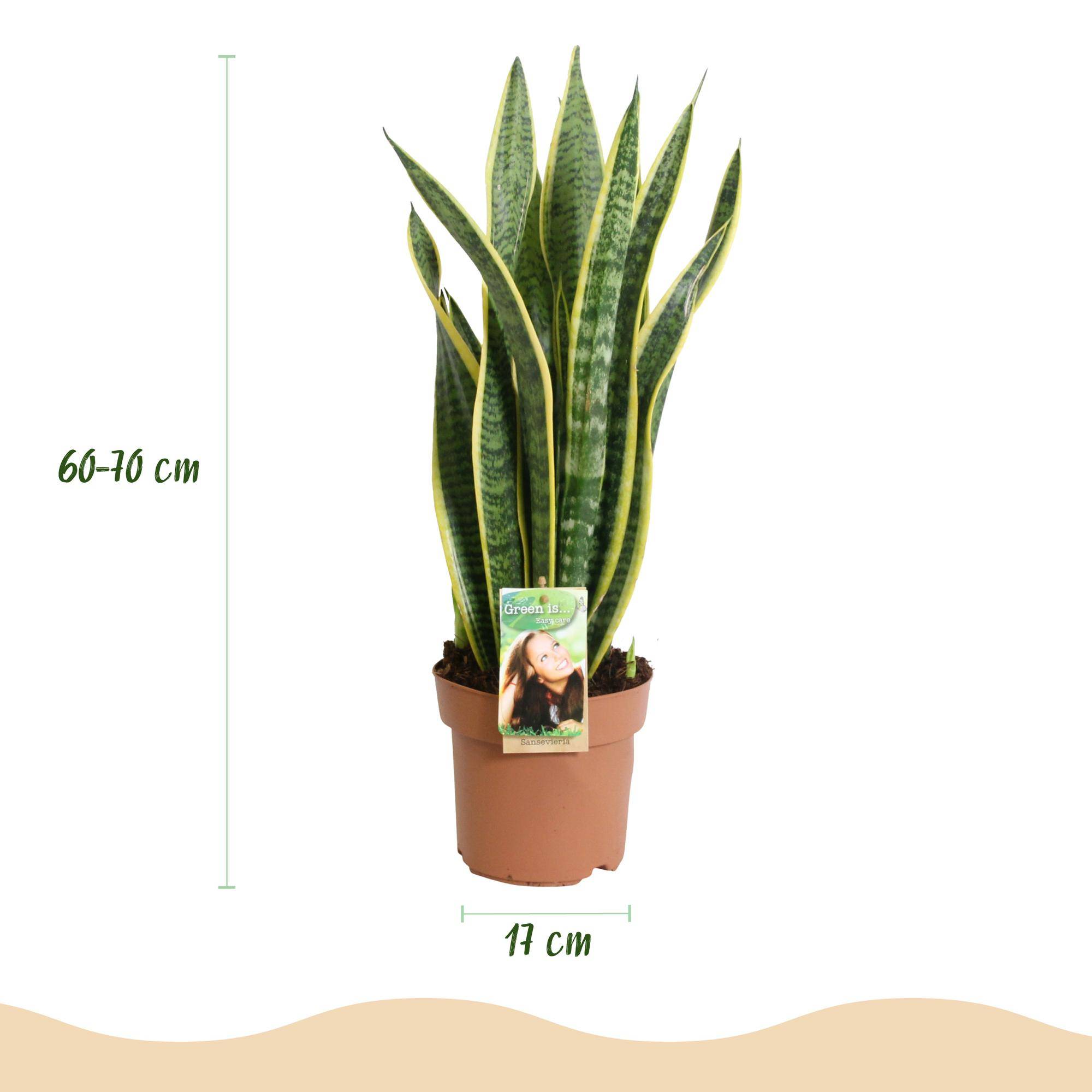 Sansevieria Laurentii - Pot de 17cm - Sans cache-pot - Plantes d'intérieur - Image 3