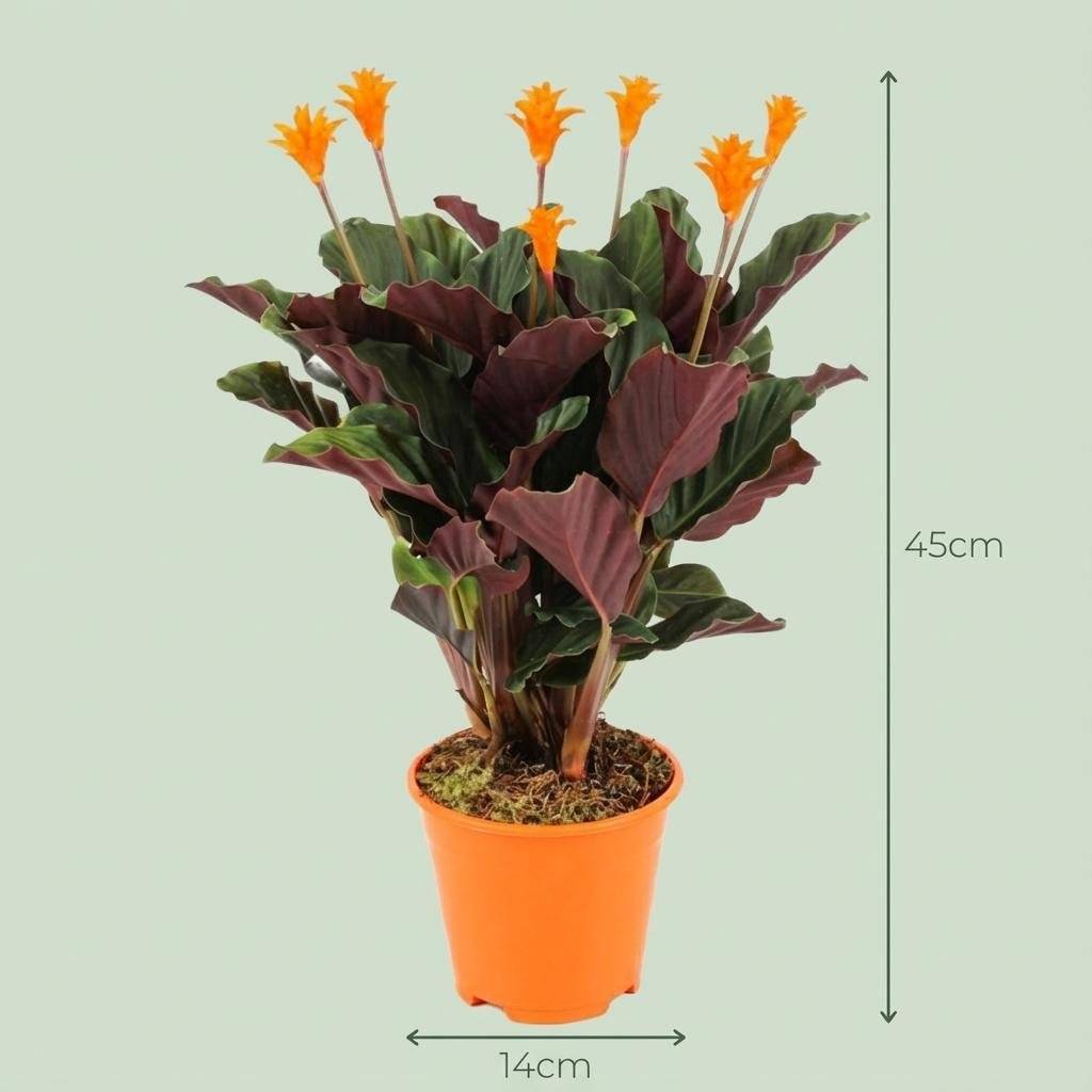 La Green Touch - Calathea Crocata - H45cm - Image 4