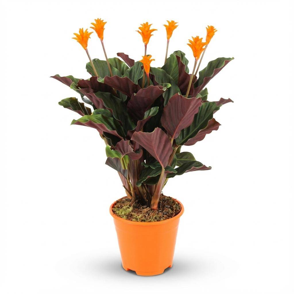 La Green Touch - Calathea Crocata - H45cm - Image 2