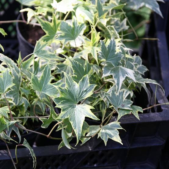 Lierre d'ornement - Hedera helix Yellow Ripple 'Golden Starlight' Pot de 1,5L/2L