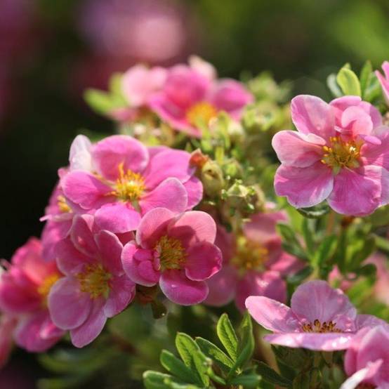 Potentilla fruticosa Pink Paradise - Potentille arbustive Pot de 2L/3L - Image 1
