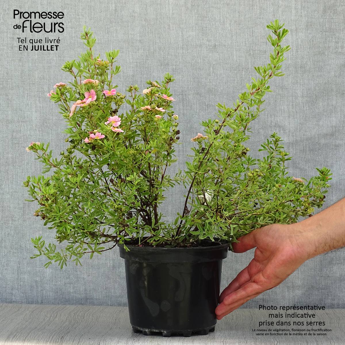 Potentilla fruticosa Pink Paradise - Potentille arbustive Pot de 2L/3L - Image 2