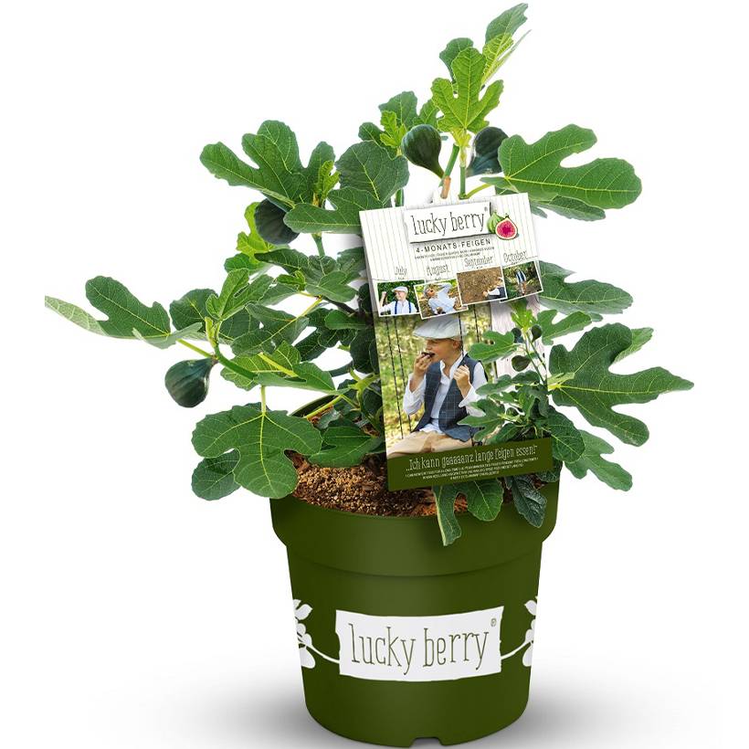 Prix Figuier Jardiland