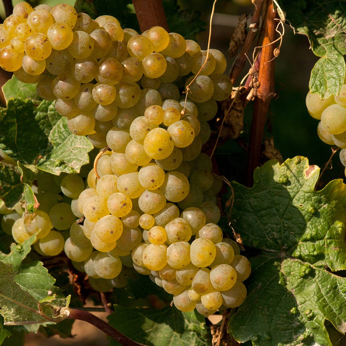 Vigne Moscato Terracina - Vitis vinifera Pot de 1,5L/2L