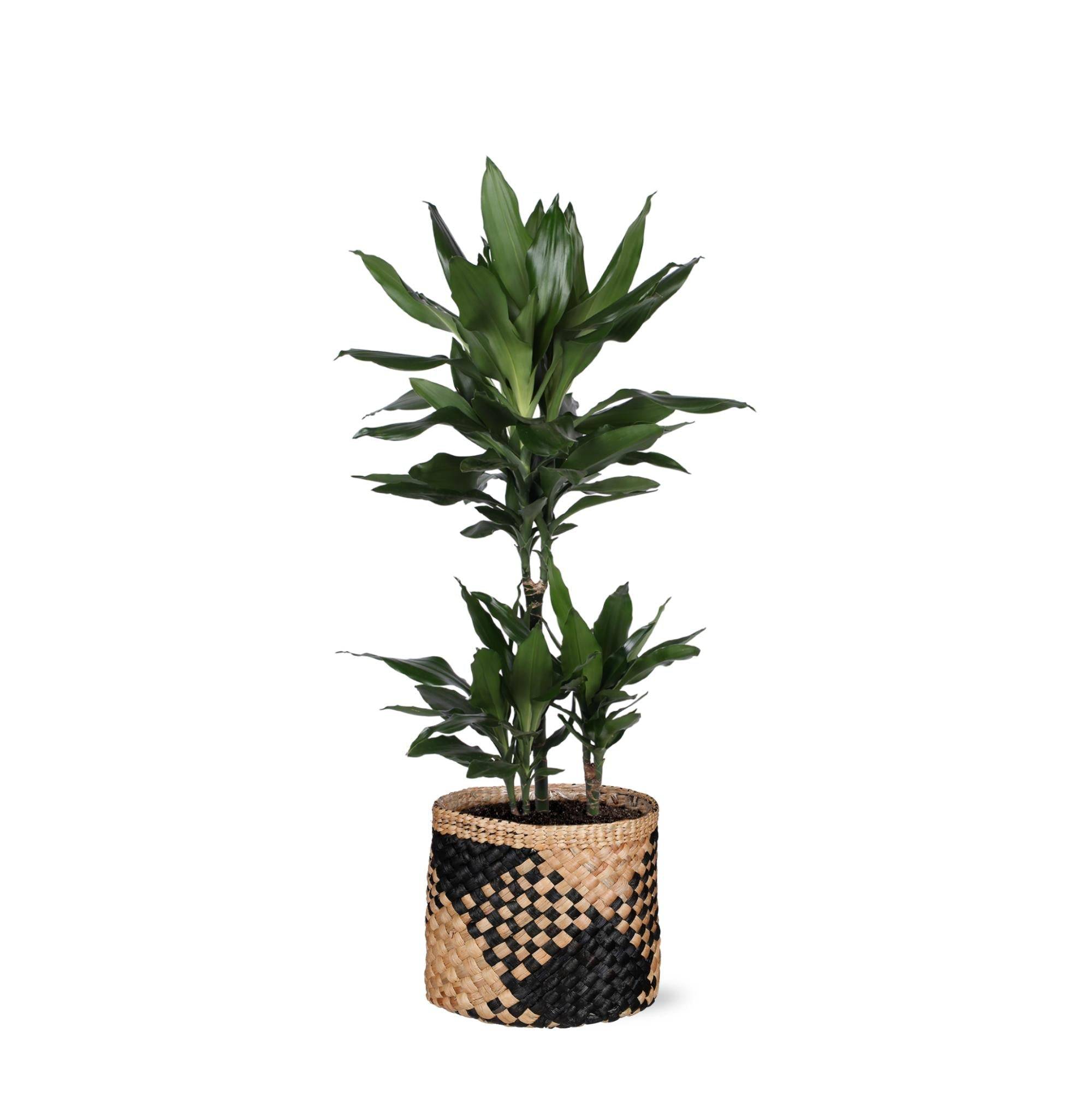 La Green Touch - Dracaena Janet Lind et son pot- La Green Touch Panier naturel Noir - Hauteur 90cm