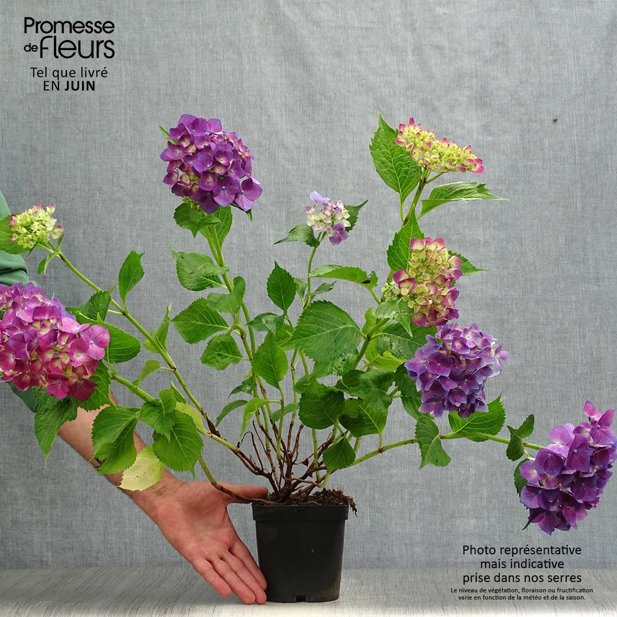 Promesse de Fleurs - Hortensia - Hydrangea macrophylla Bodensee Pot de 2L/3L - Image 2