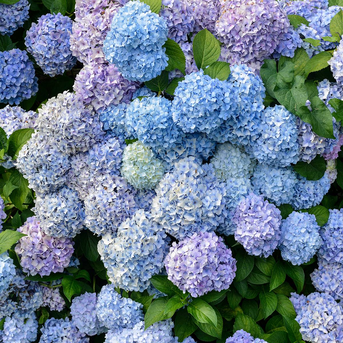 Promesse de Fleurs - Hortensia - Hydrangea macrophylla Bodensee Pot de 2L/3L - Image 1