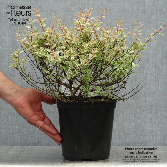 Promesse de Fleurs - Abelia grandiflora Confetti Pot de 3L/4L - Image 2