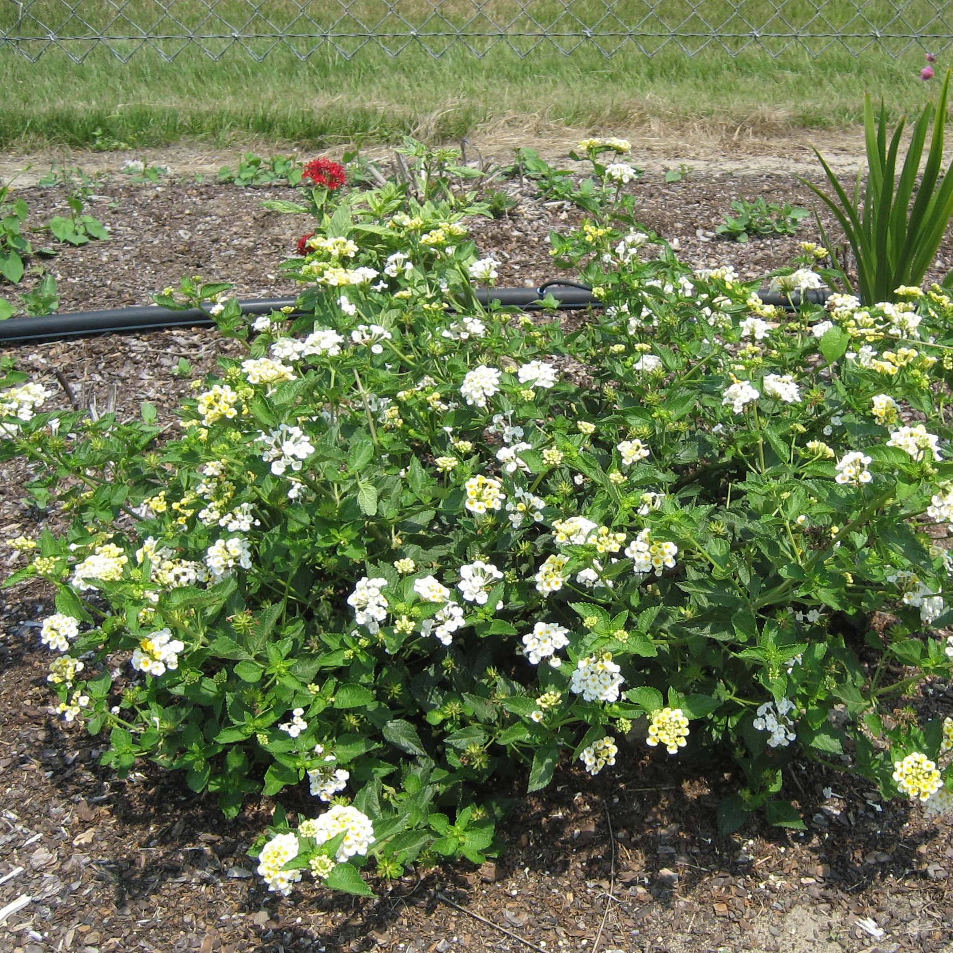 Lantana Sunny Side Up Pot de 2L/3L - Image 1
