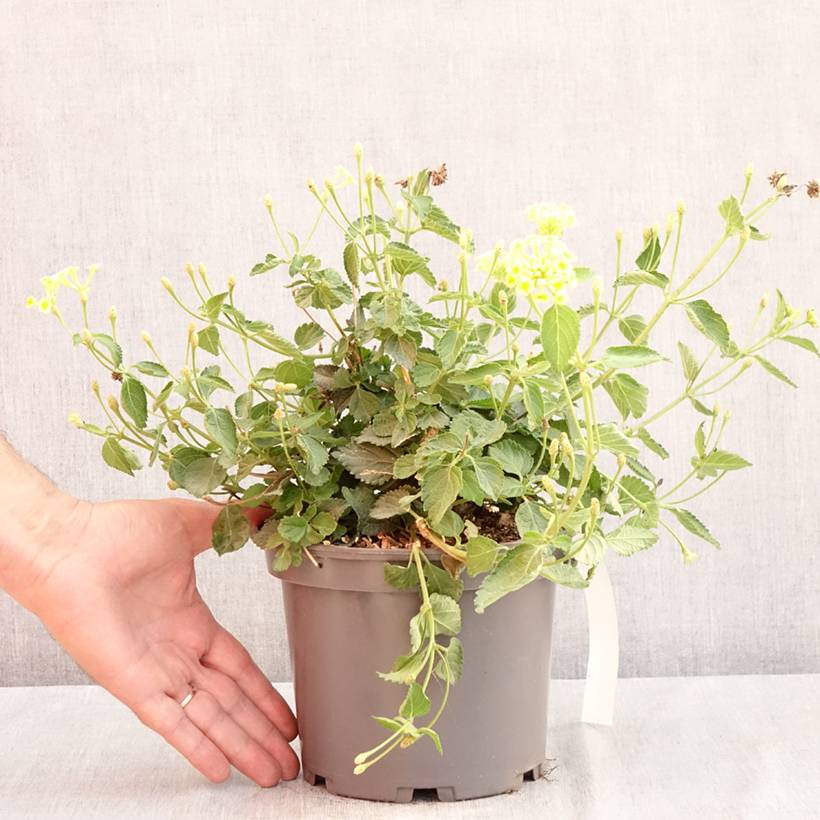 Lantana Sunny Side Up Pot de 2L/3L - Image 2