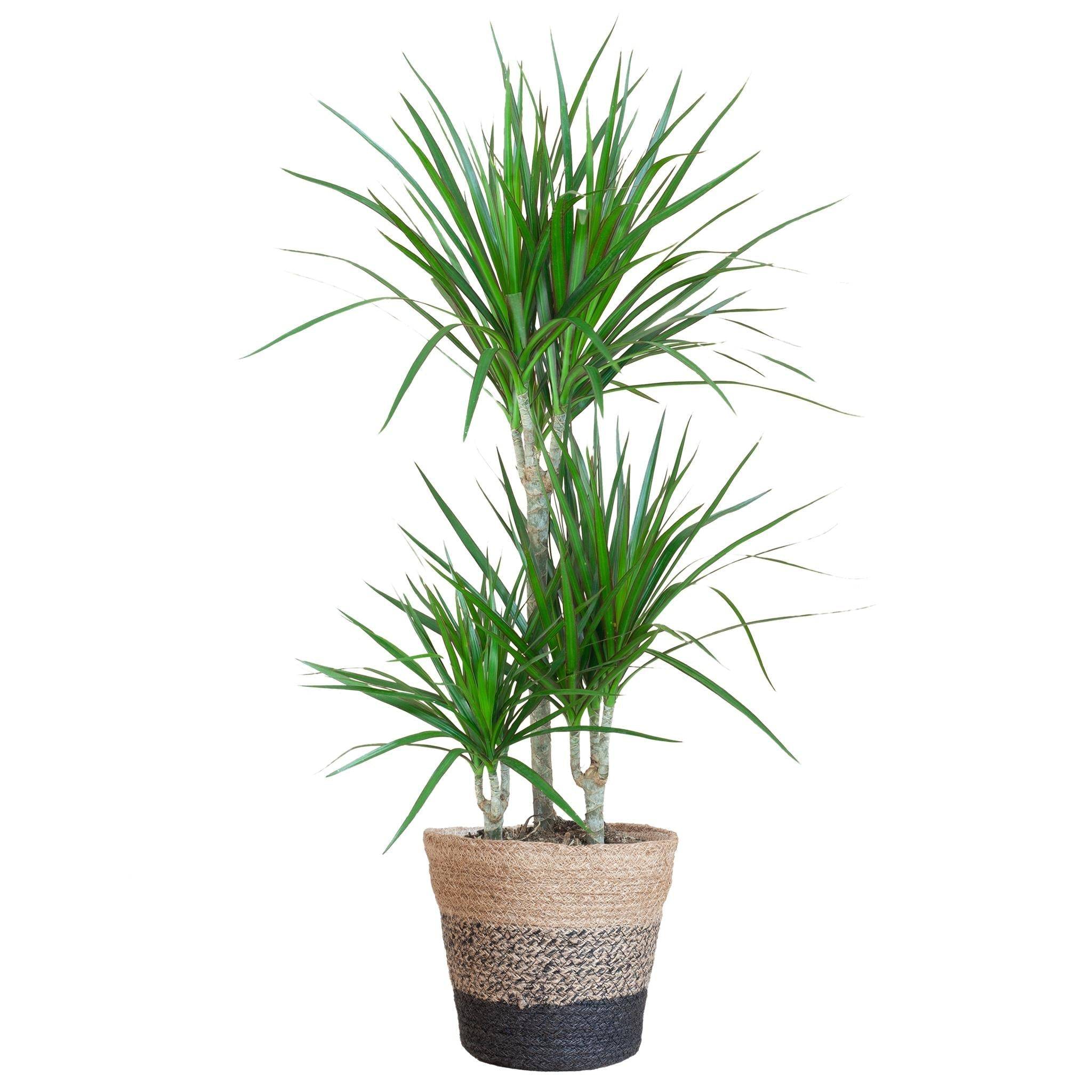 La Green Touch - Dracaena Marginata et son pot- La Green Touch Panier Multicolor - Hauteur 95cm