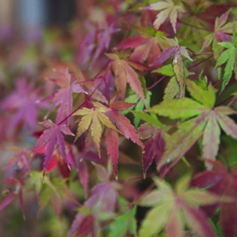 Érable du Japon 'Beni Maiko' (Acer palmatum 'Beni-maiko') - Godet 9cm - Pépinières Naudet - Imagen 1