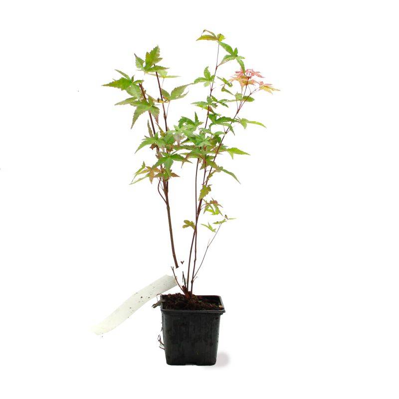 Érable du Japon 'Beni Maiko' (Acer palmatum 'Beni-maiko') - Godet 9cm - Pépinières Naudet - Imagen 2
