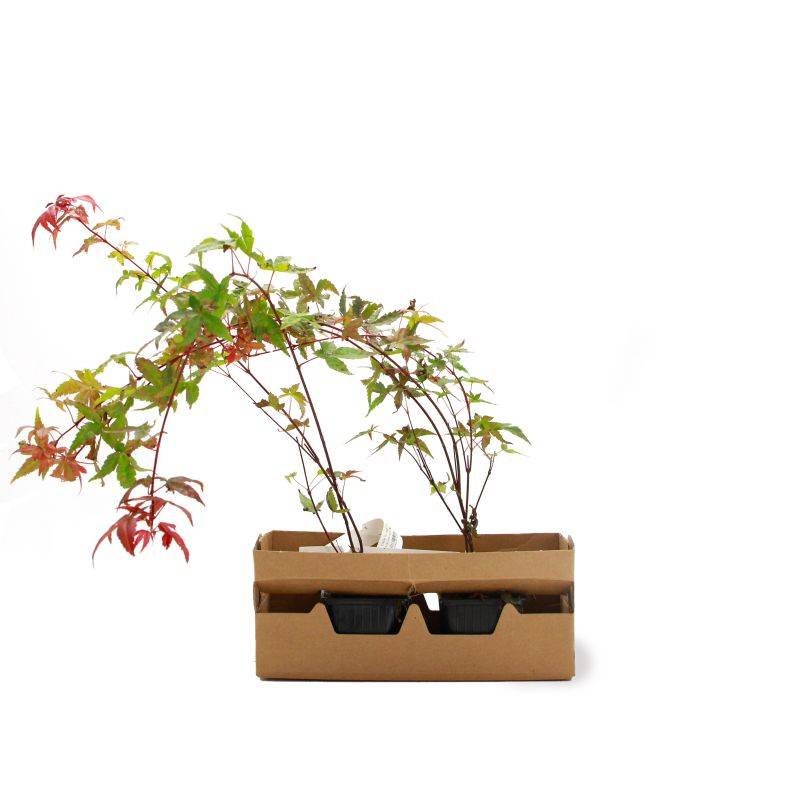 Érable du Japon 'Beni Maiko' (Acer palmatum 'Beni-maiko') - Godet 9cm - Pépinières Naudet - Imagen 4