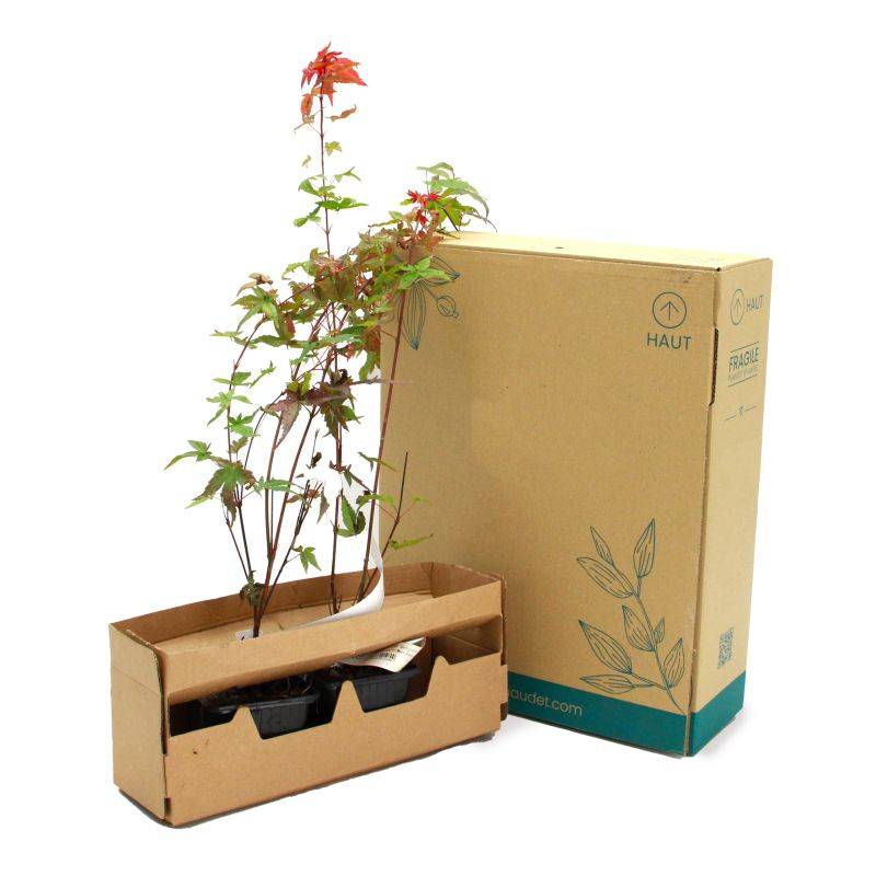 Érable du Japon 'Beni Maiko' (Acer palmatum 'Beni-maiko') - Godet 9cm - Pépinières Naudet - Imagen 5