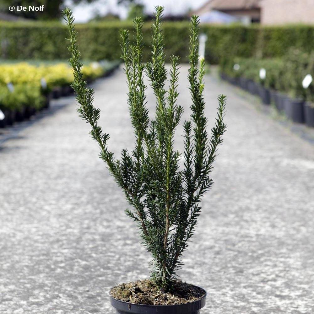 Promesse de Fleurs - Azalée japonaise - Azalea japonica Stewartstonian Pot de 12L/15L - Image 1